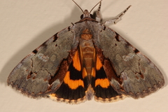 Catocala grynea
