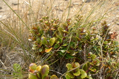 Gaultheria colensoi