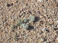 Trianthema portulacastrum
