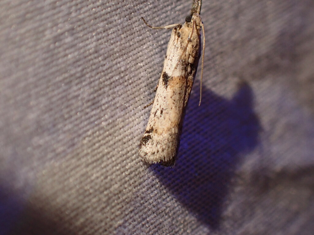 Rostrolaetilia placidissima