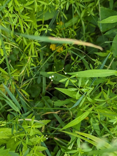 Image of Galium obtusum by (c) Skyler Principe, some rights reserved (CC BY)
