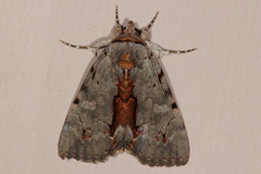 Catocala grynea