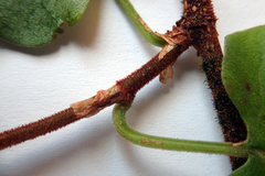 Muehlenbeckia complexa grandifolia