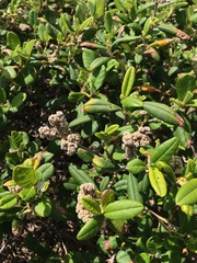 Spyridium globulosum