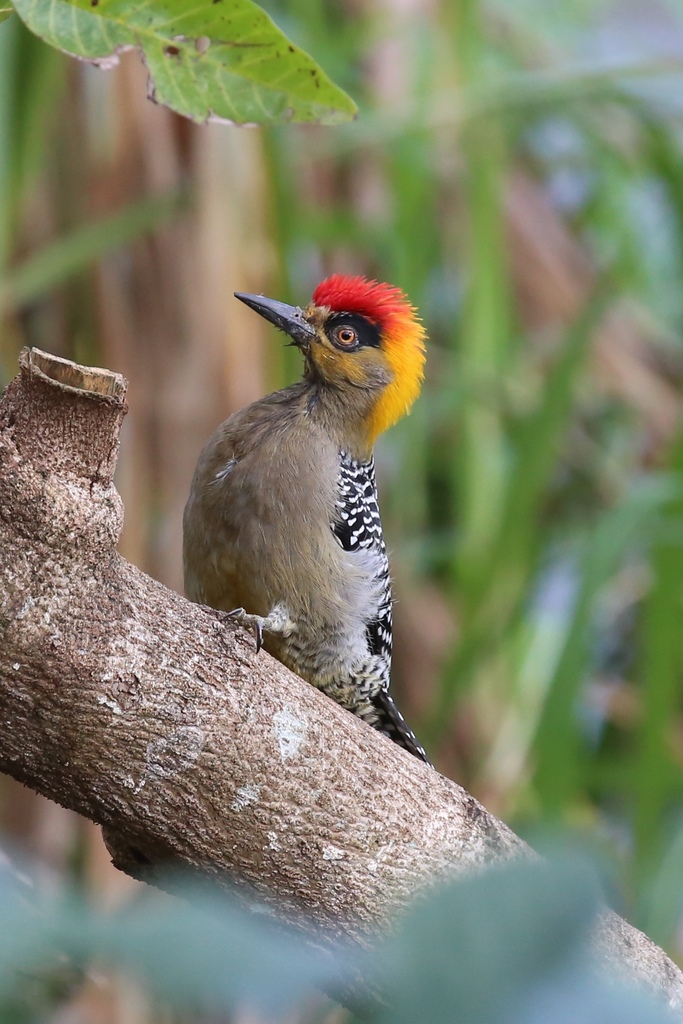 Melanerpes chrysogenys flavinuchus