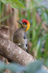 Golden-Cheeked Woodpecker photo 3