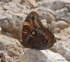 Opsiphanes blythekitzmillerae