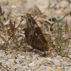 Opsiphanes blythekitzmillerae