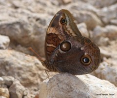 Opsiphanes blythekitzmillerae