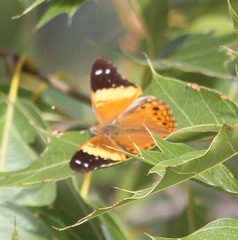 Asterocampa idyja argus
