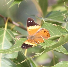Asterocampa idyja argus