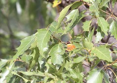 Quercus albocincta