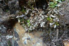 Notogrammitis crassior