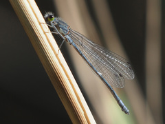 Pseudagrion draconis