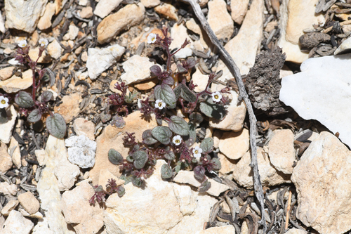 Barneby's phacelia (Phacelia barnebyana)