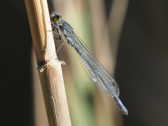 Pseudagrion draconis