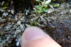 Notogrammitis crassior