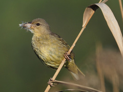 Southern Masked Weaver photo 5