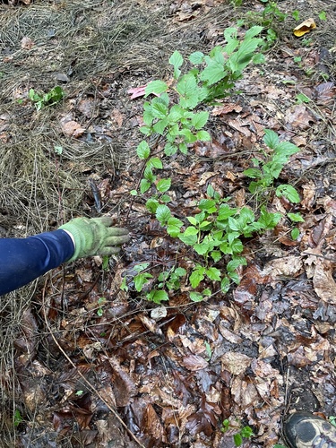 Viburnum recognitum