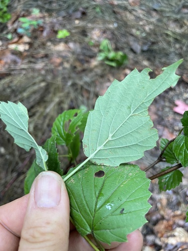 Viburnum recognitum
