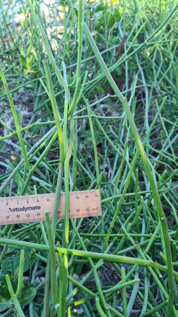 Sarcostemma brunonianum Wight & Arn. 2