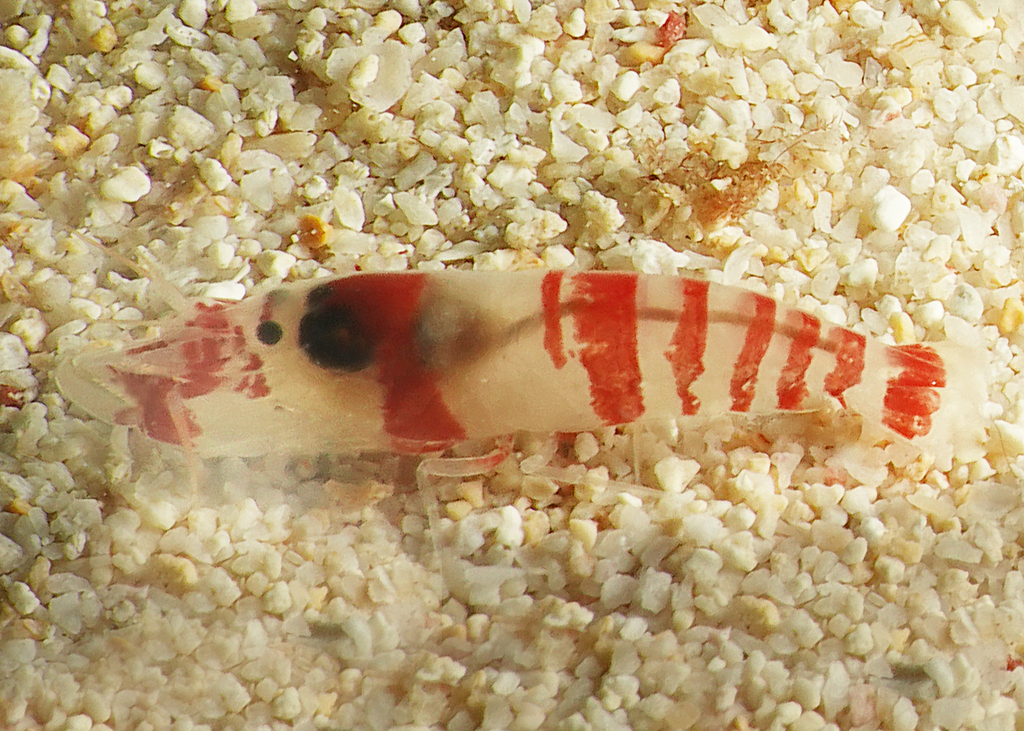 Alpheopsis yaldwyni