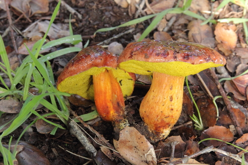 viscid bolete