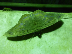 Feigeria orcynia