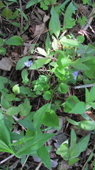 Viola labradorica