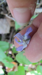 Viola labradorica