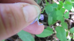 Viola labradorica
