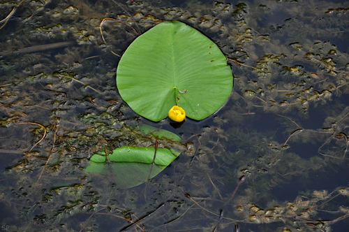 yellow water-lily