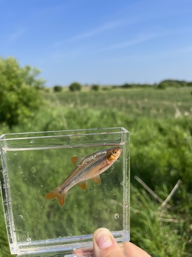Topeka-shiner (Notropis topeka) — Cyprinidae — 4