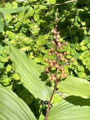 Maianthemum racemosum ssp. amplexicaule