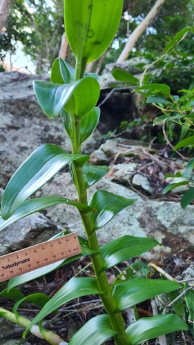 Dendrobium discolor