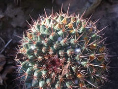 Mammillaria sonorensis