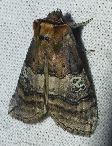 Tethea ocularis