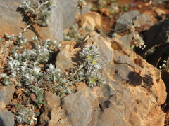 Paronychia macrosepala