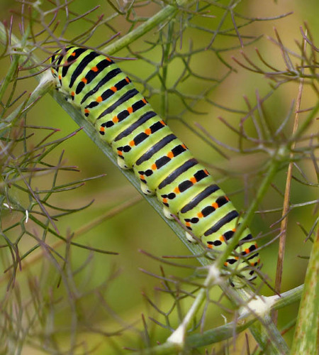 Papilio machaon