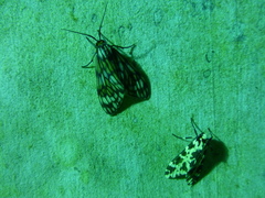Eucereon consorta