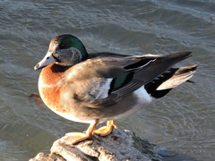 Anas platyrhynchos × Mareca americana