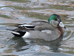 Anas platyrhynchos × Mareca americana