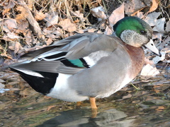 Anas platyrhynchos × Mareca americana