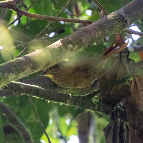 Lineated Foliage-gleaner