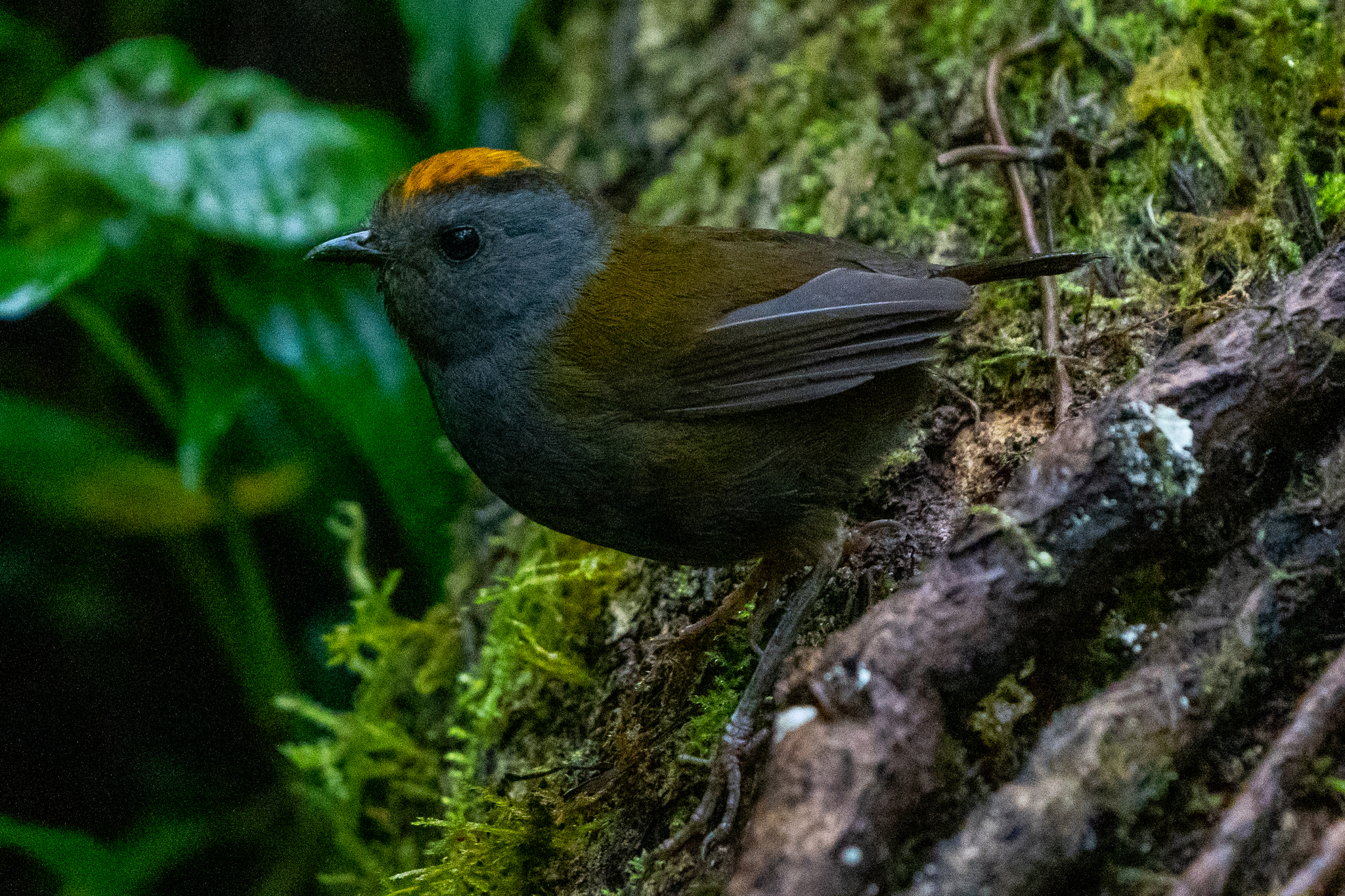 Wrenthrush (Zeledonia coronata), photo 5