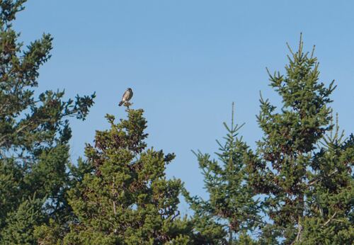 Falco sparverius image