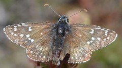 Pyrgus sidae