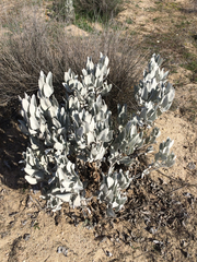 Eriodictyon tomentosum