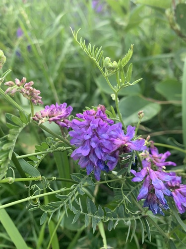 Vicia cracca — photo 1
