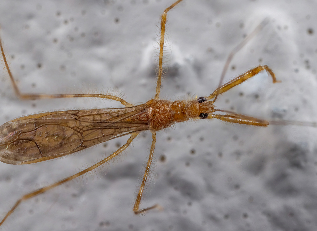 Emesopsis